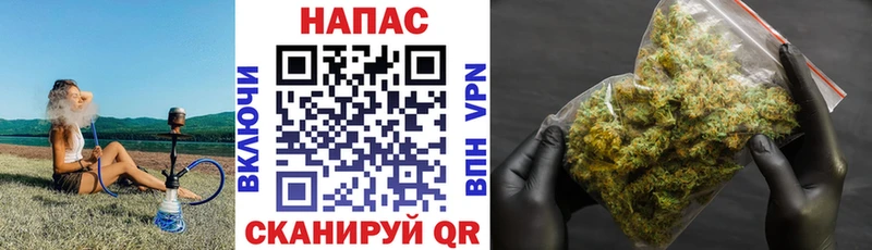 Конопля MAZAR  Отрадная 